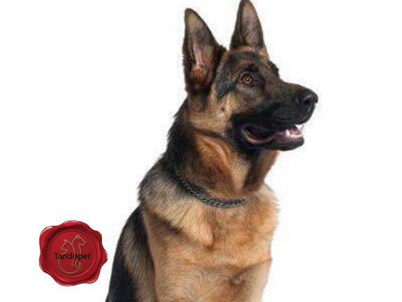 آموزش و تربیت فوق حرفه ای انواع سگ های خانگی و نگهبان